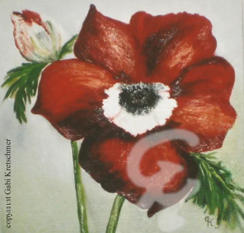 Anemone rot