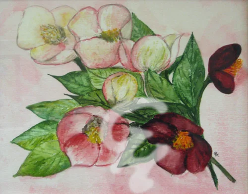 Anemonen