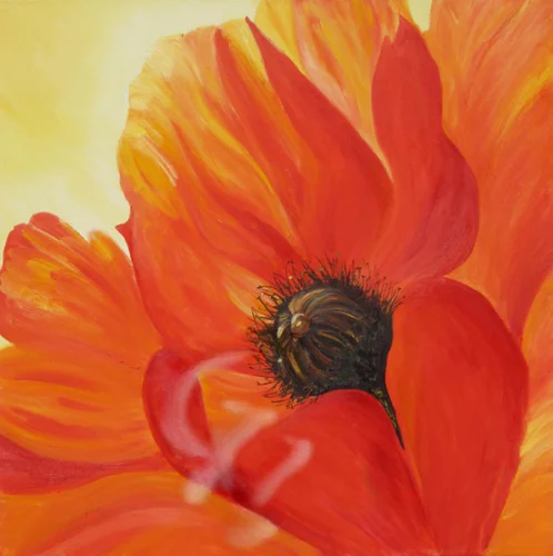 Feuermohn