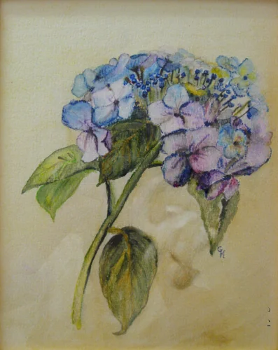 Hortensie