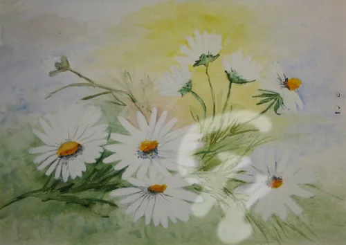 Margeritenwiese
