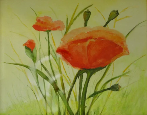 Mohnblumenwiese