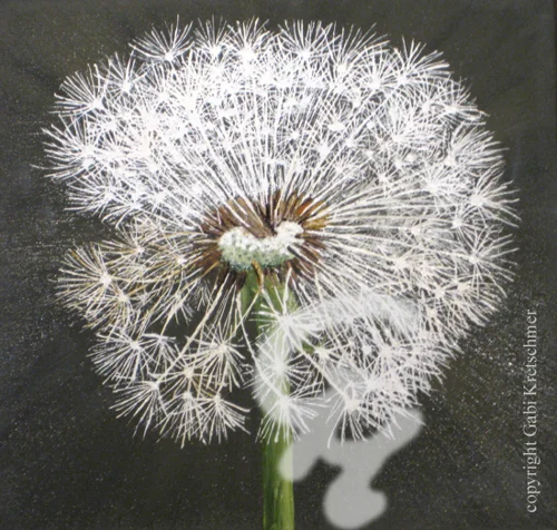 Pusteblume grau